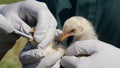 Swabbing mixed breed baby chicks to test for avian influenza - Fox News