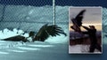 A juvenile bald eagle was found in the snow by Fairbanks police on January 11, 2025. - Fox News