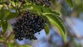 Elderberries are found on the elder tree, which is native to Europe. - Fox News