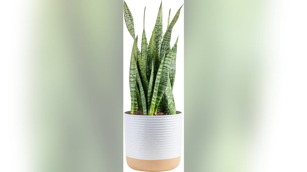 Choose a longer-lasting plant option instead of flowers. 
