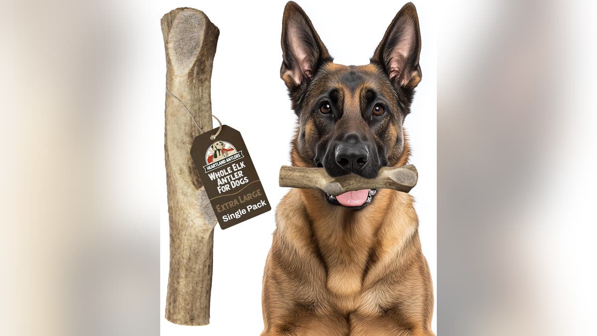 Elk antlers are strong and won't break easily. 