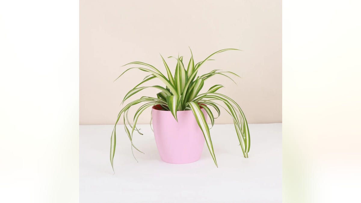 Spider plant is a great choice for filtering the air.