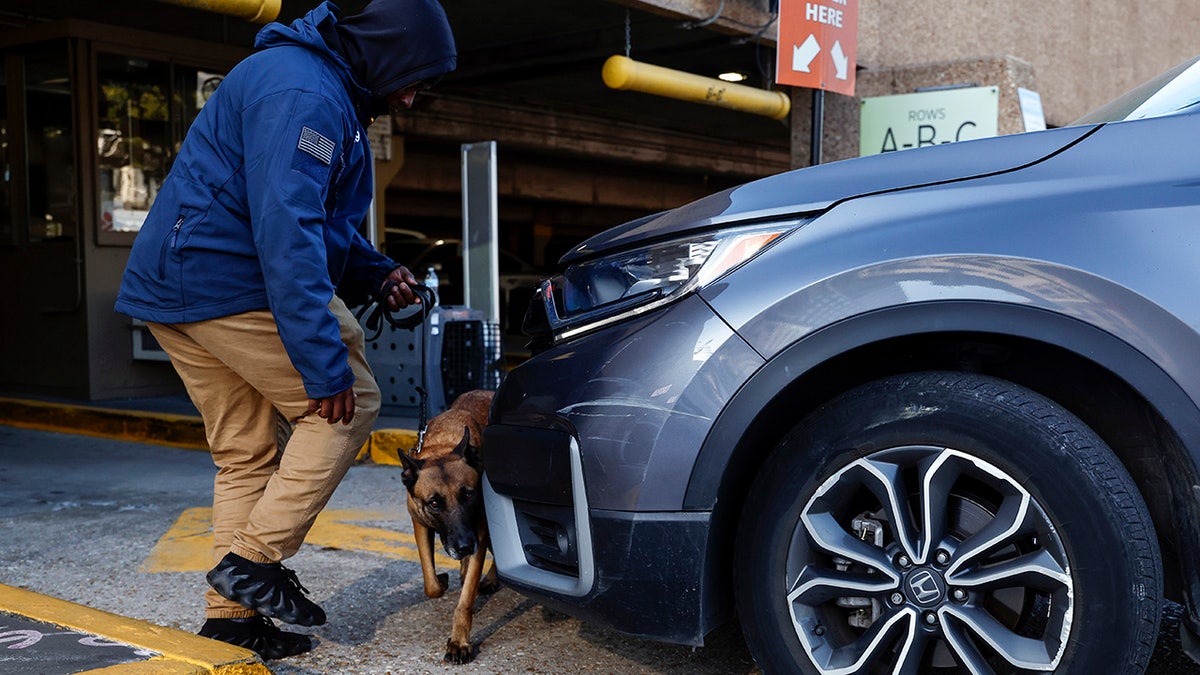 Police dogs search cars