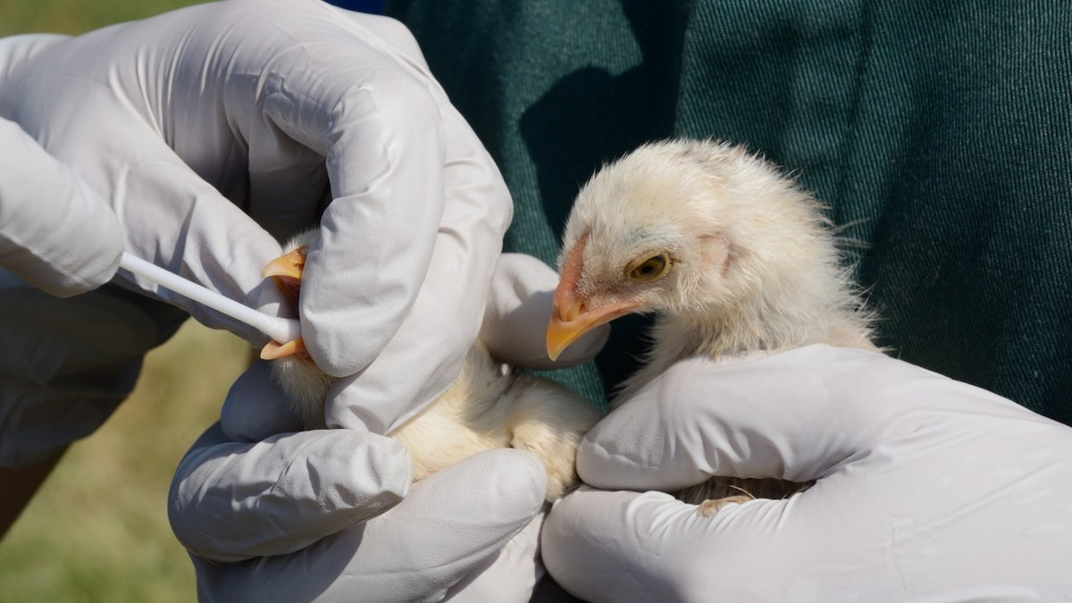 Chick bird flu test