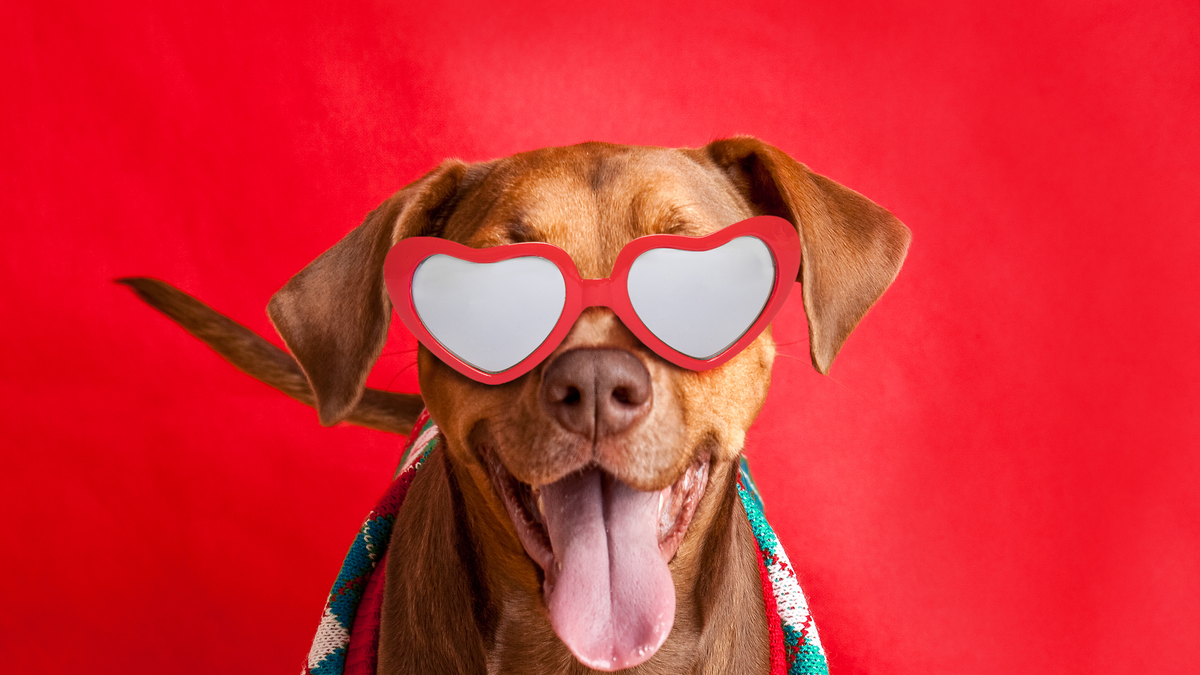 Show your pet love on Valentine's Day with these 10 picks Find the perfect gift to celebrate Valentine's with your best friend.