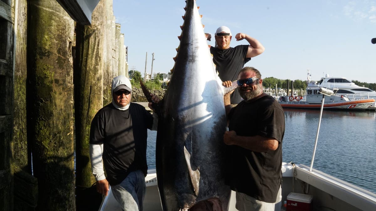 Fishermen with tuna as tall as them