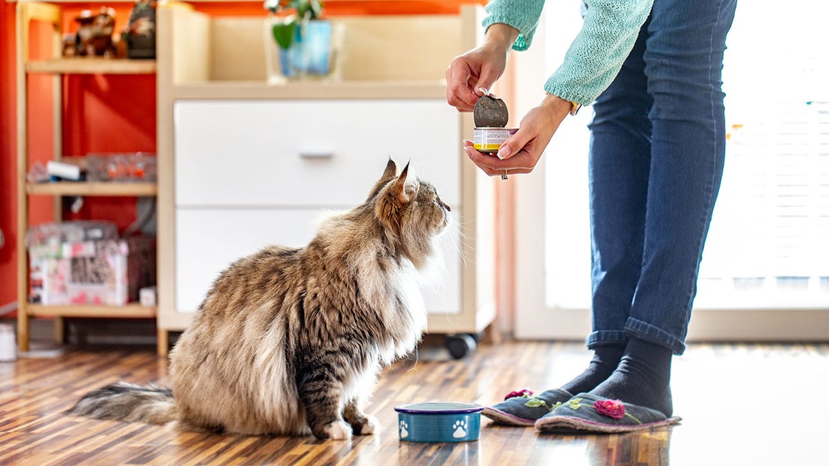 Woman Feeding Her Cat With Canned Food