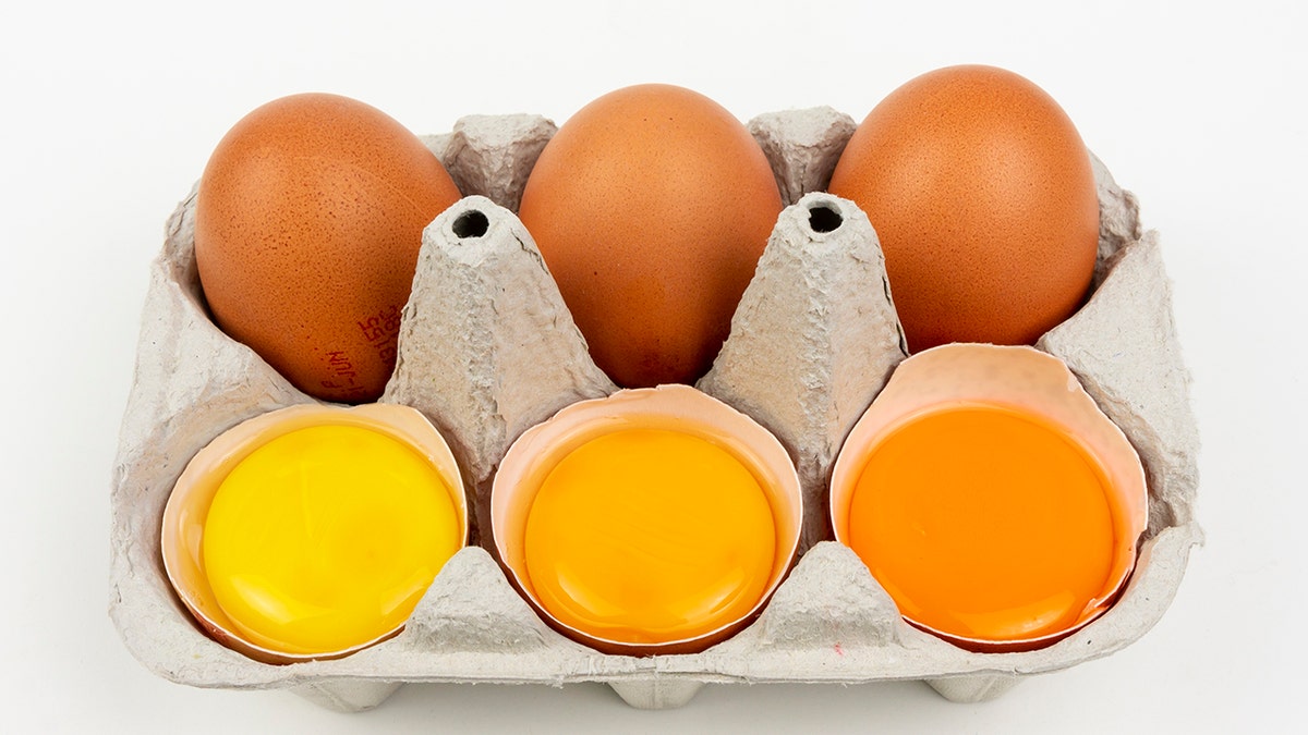 Kuning telur berbeda warna dari telur ayam, kuning dan oranye, gelap dan cerah, ayam dan ayam.