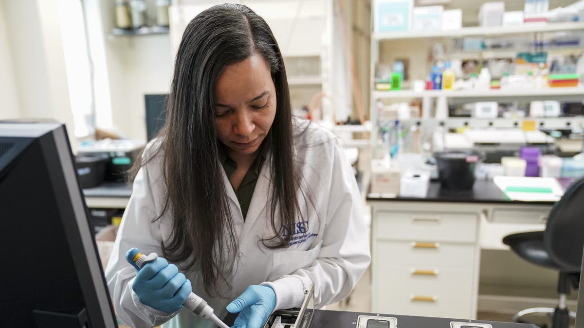 A scientist demonstrates pipetting viscous genomic DNA at the NIH Intramural Sequencing Center in Rockville, MD on April 13, 2023.