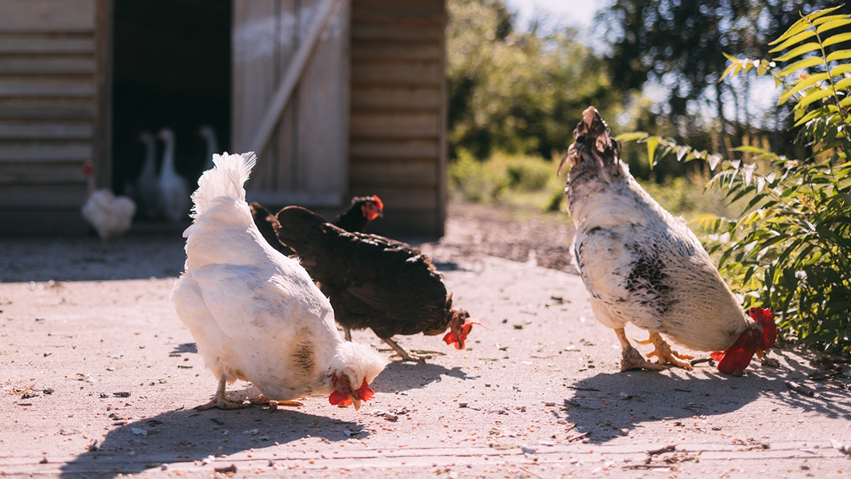 A group of free-range chickens exploring the outdoors near a rustic wooden henhouse on a sunny day, showcasing natural farm life.