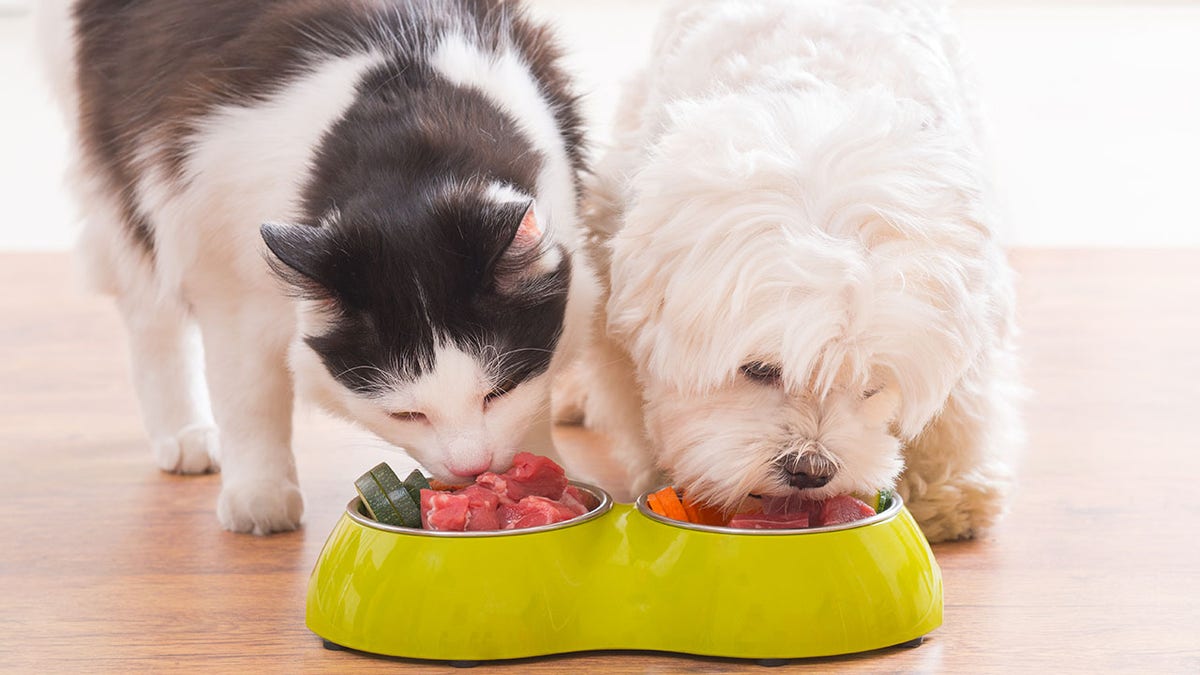 dog and cat eating natural, organic food from a bowl