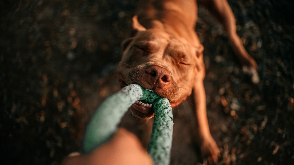 Help your dog get out some energy with these durable toys.?