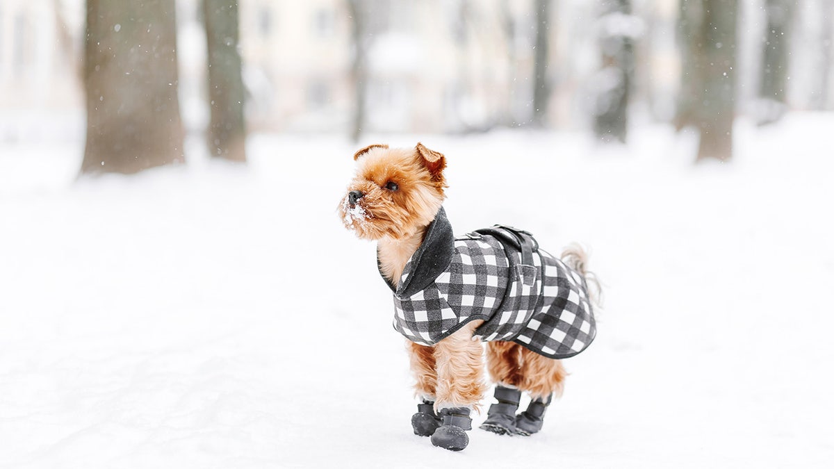 Help your dog get outside more this winter with a pair of winter dog boots.?