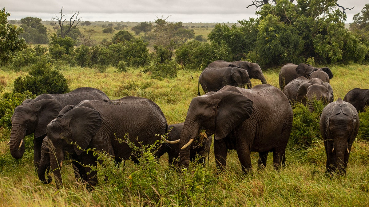 Elephants at Kruger National Park 