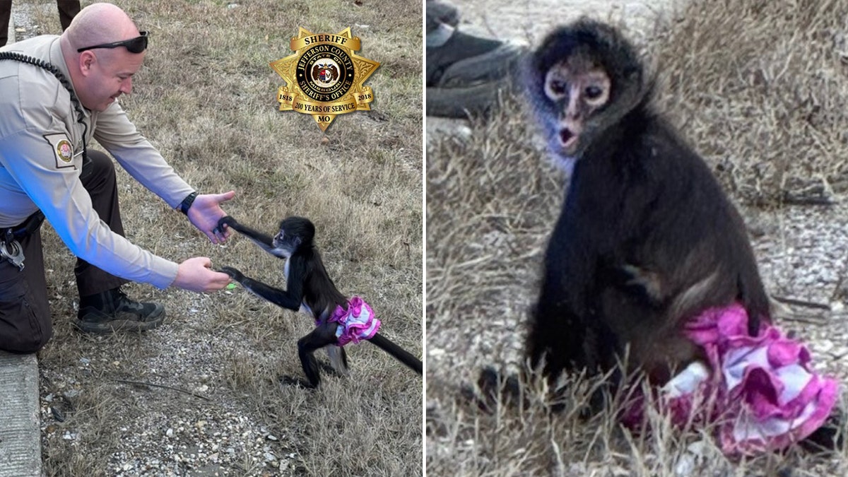 Sheriff’s deputies in Missouri discovered a spider monkey wearing a tutu near Route 21 on Monday.