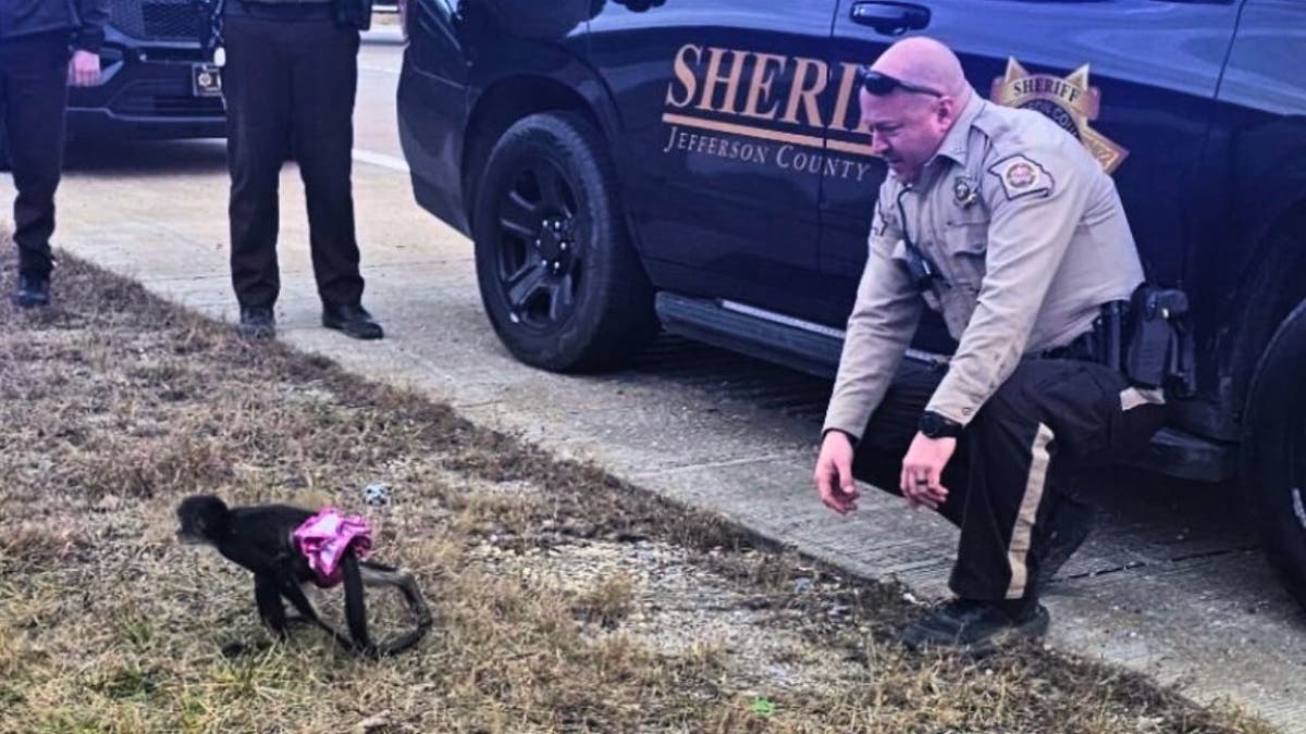 Missouri Sheriff's Deputy Spots Spider Monkey Wearing Tutu