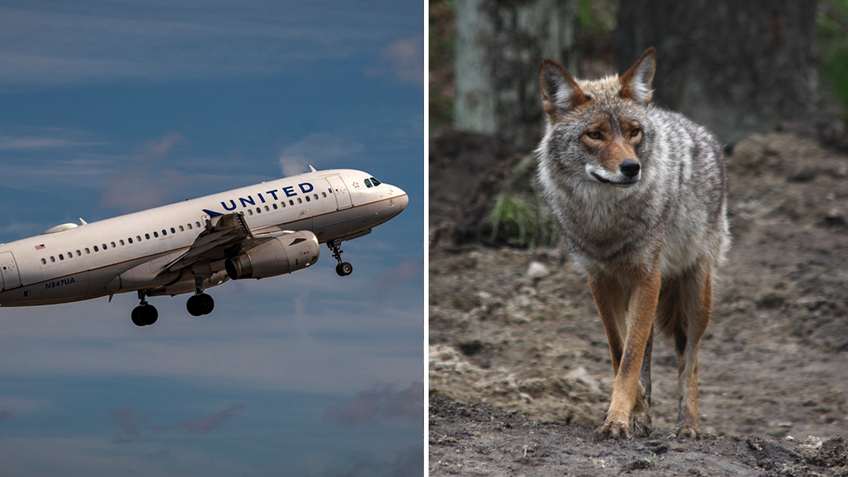 A plane hits a wolf