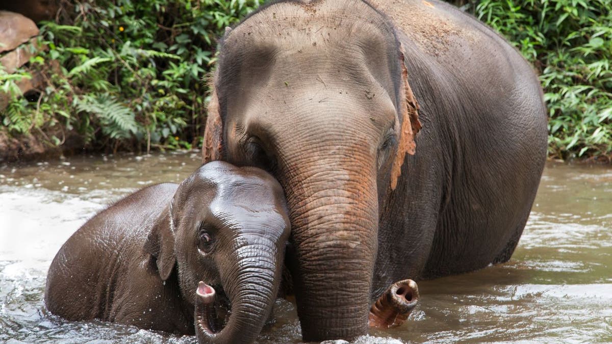 Elephants in river