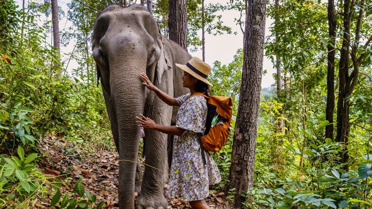 Tourist touching elephant