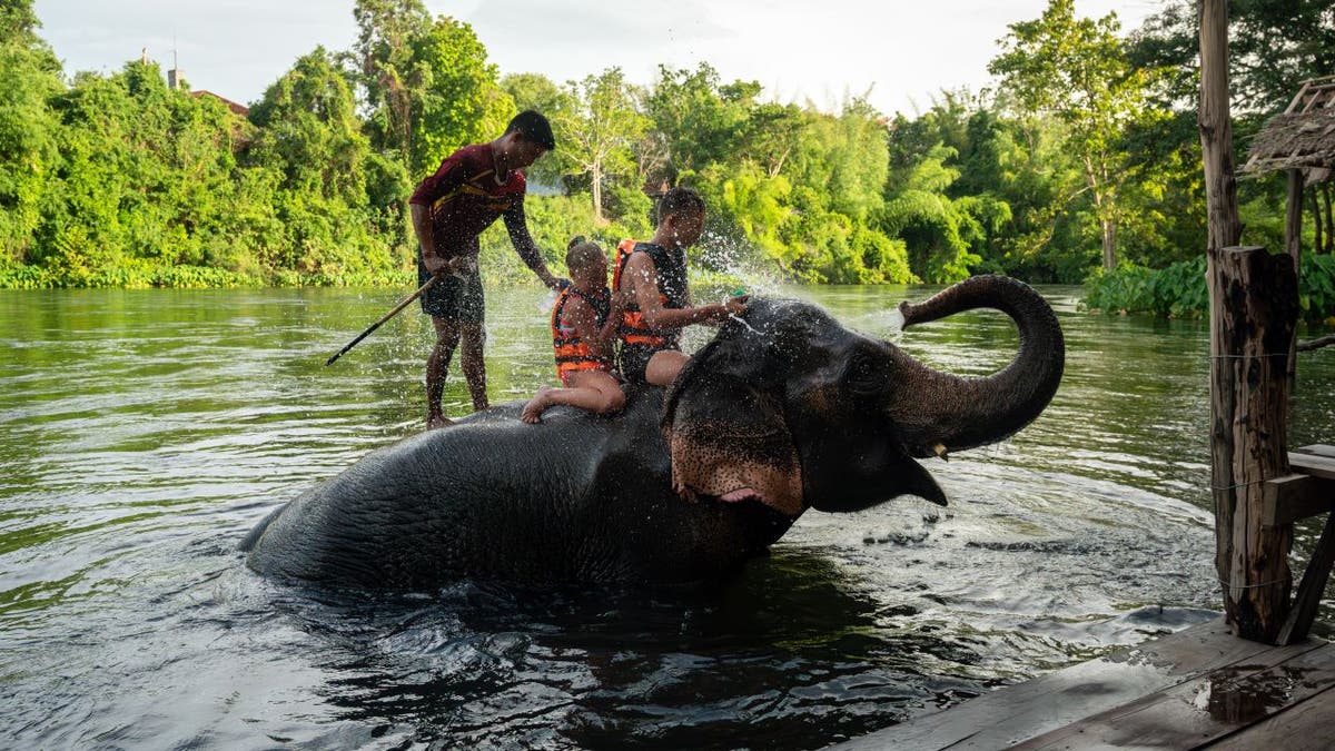 Tourist swimming on elephant