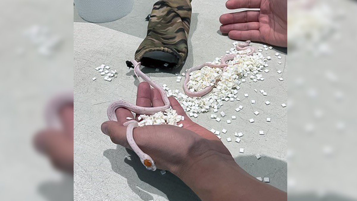 a passenger on a snake plane in Miami