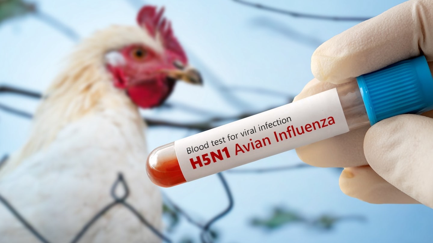 bird flu