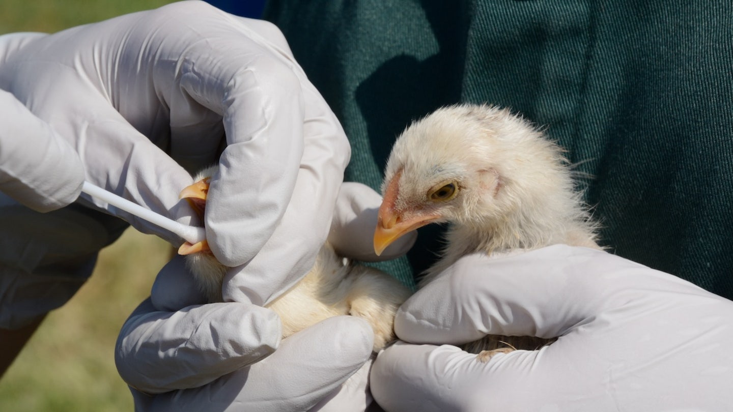 chick bird flu test