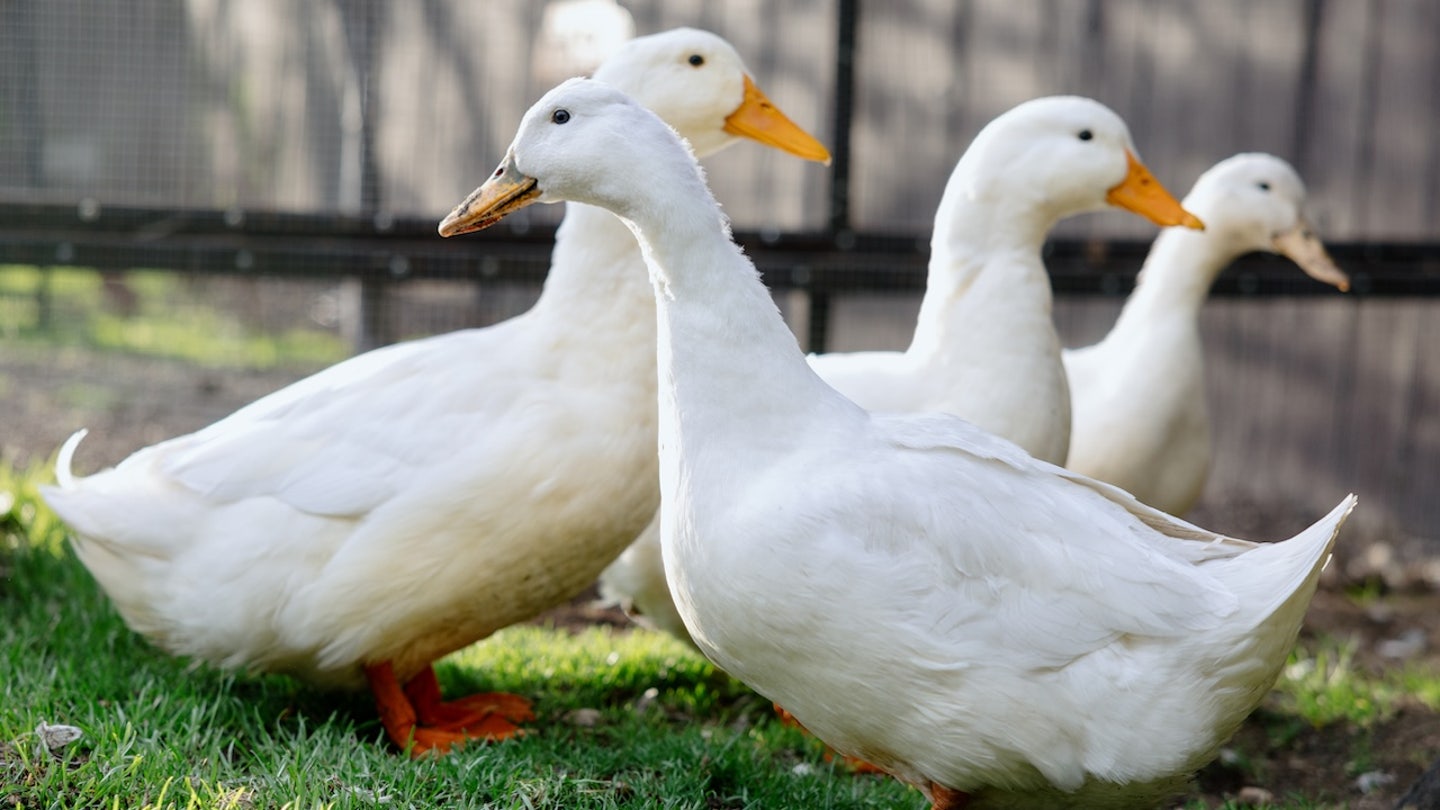 ducks backyard