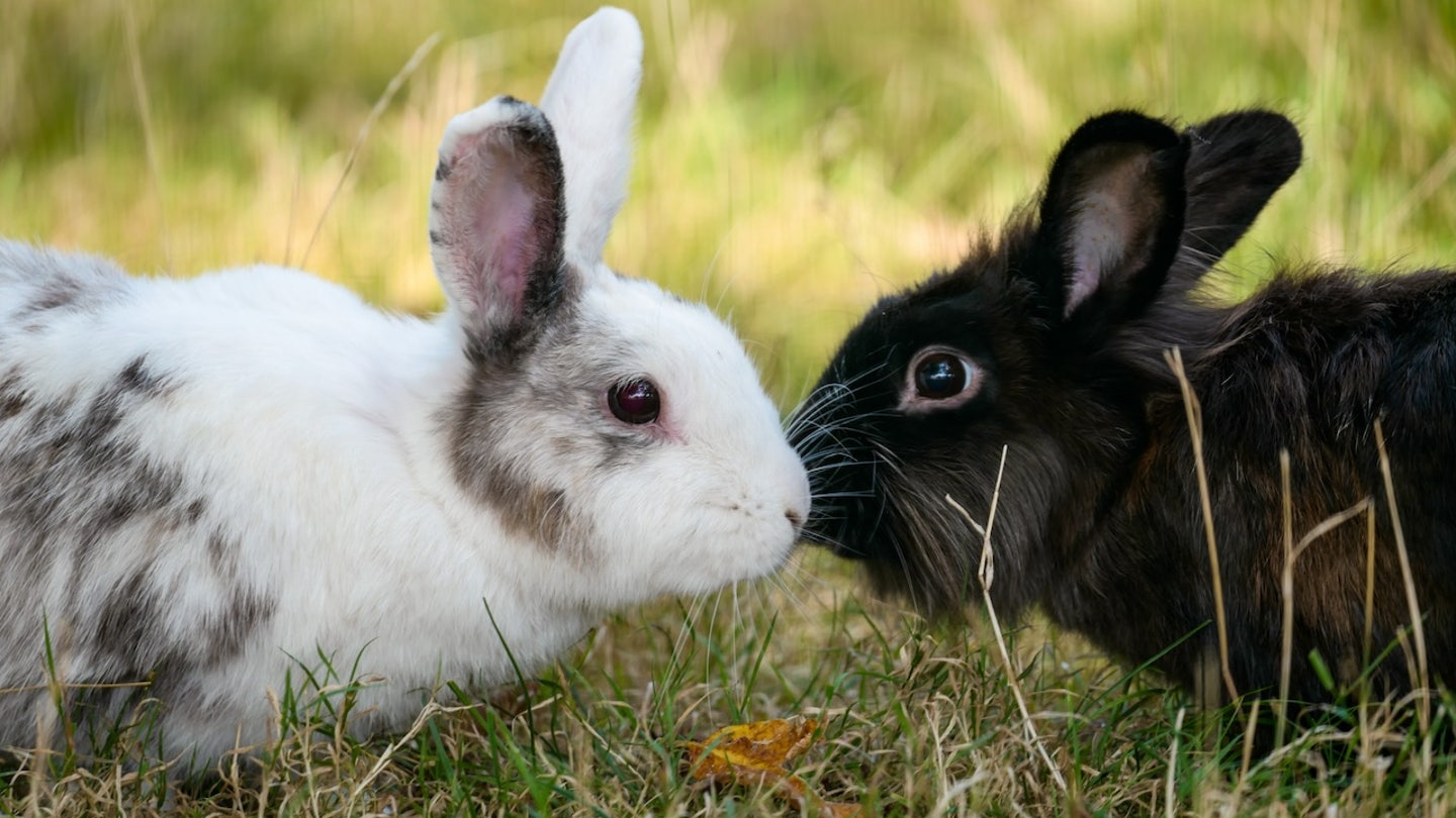 rabbits