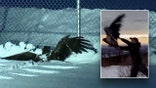 Bald Eagle found in Fairbanks, Alaska