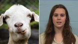 Texas cheerleader Aubrey Vanlandingham accused of poisoning goat