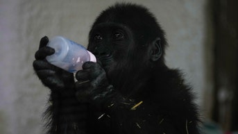 Baby gorilla found in plane cargo recovering at Turkish zoo - Fox News