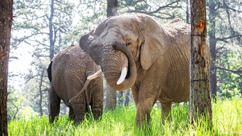 Colorado court rules elephants at zoo cannot pursue their release because they are not human