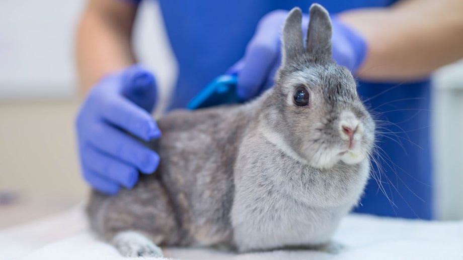 ‘Rabbit fever’ cases rising in US as CDC warns of zoonotic bacterial disease