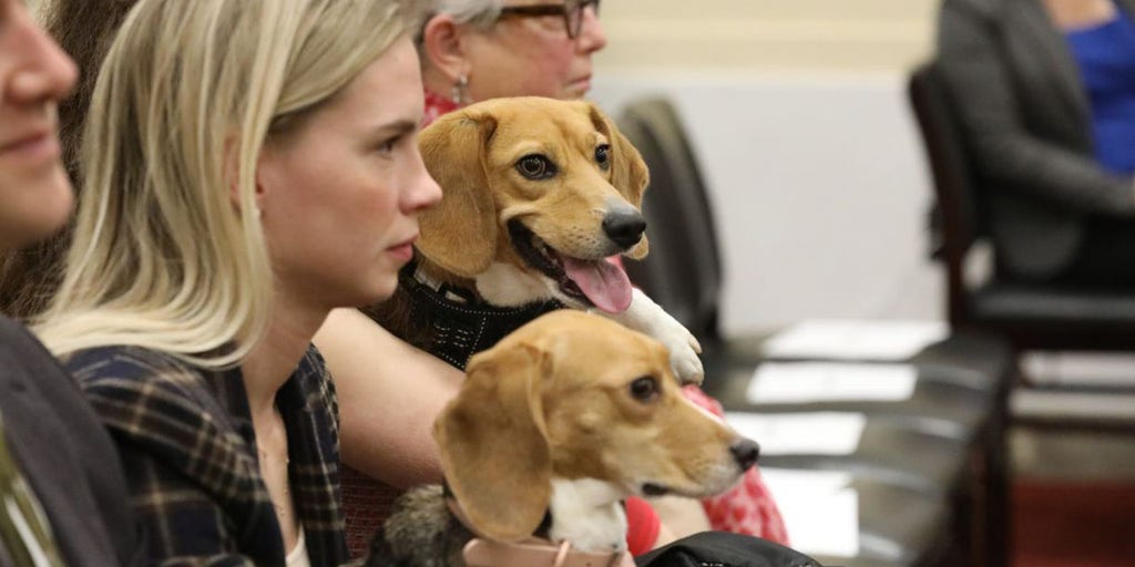 House Lawmaker Suggests Therapy Dogs Amid Oversight Committee Tensions