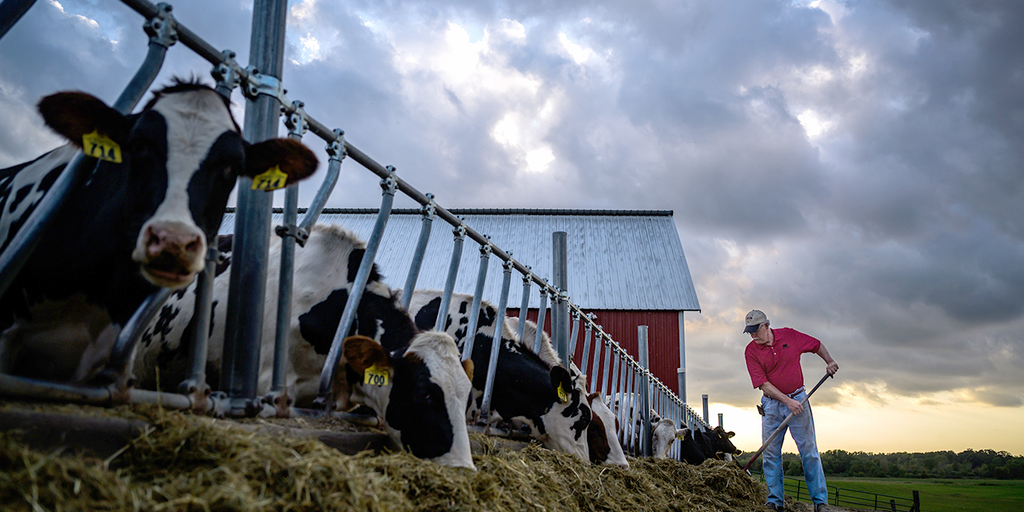 Minnesota declares state of emergency as diseases cripple Midwestern farms
