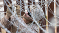 A Marine assigned to the 1st Combat Engineer Battalion, 1st Marine Division, secures concertina wire along the southern border wall near San Ysidro, Calif., Jan. 27, 2025. U.S. Northern Command is working with the Department of Homeland Security on the emplacement of physical barriers to add additional security to curtail illegal border crossings. - Fox News