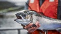 Study shows salmon exposed to cocaine swim longer distances... no kidding - Fox News