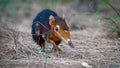 Black and rufous elephant shrew -Rhynchocyon petersi or sengi or Zanj elephant shrew, found only in Africa, native to the lowland montane and dense forests of Kenya and Tanzania - Fox News