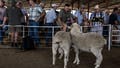Farmers inspect show sheep at the Philippolis Show in Philippolis on November 1, 2024. - Fox News