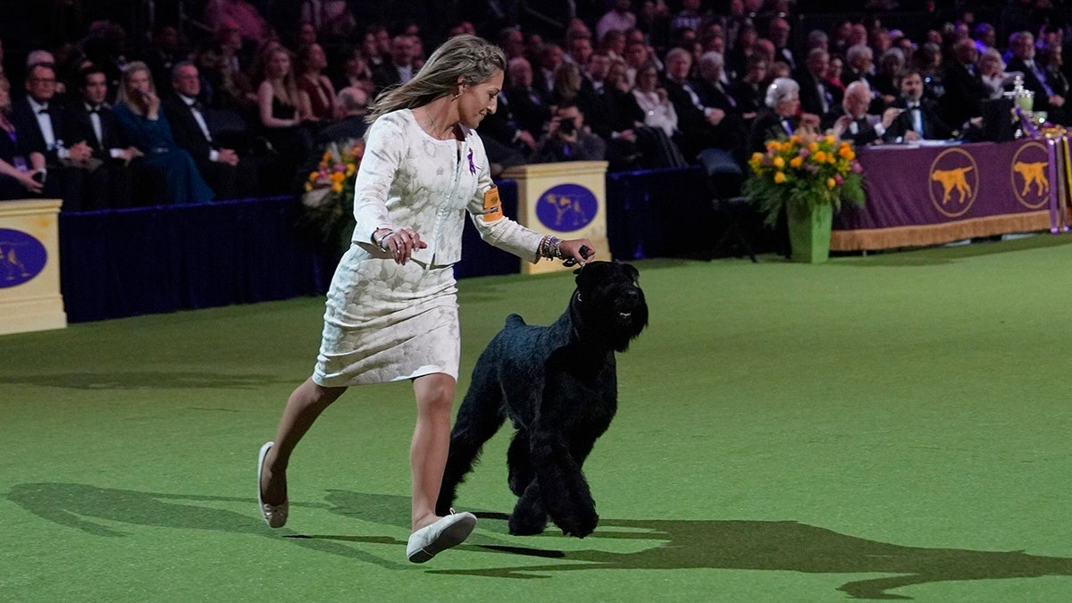 Katie Bernardin and Monty, a Giant Schnauzer, compete