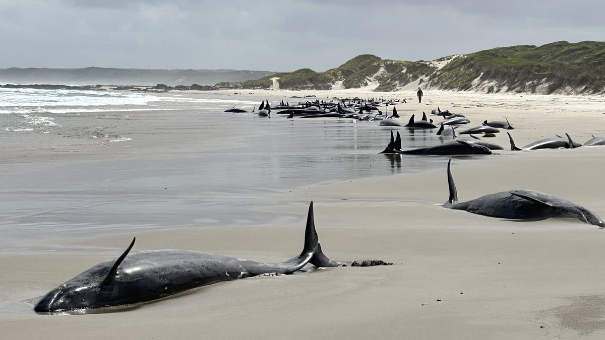 More than 150 fake assassin whales were crushed in Australia.