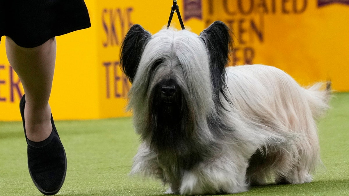 Archer, a Skye Terrier, competes