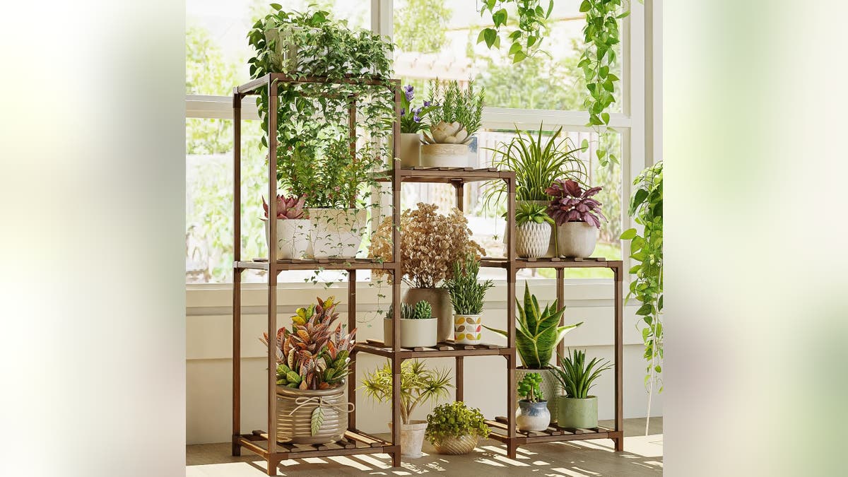 Display all your plants on this wooden plant stand.?
