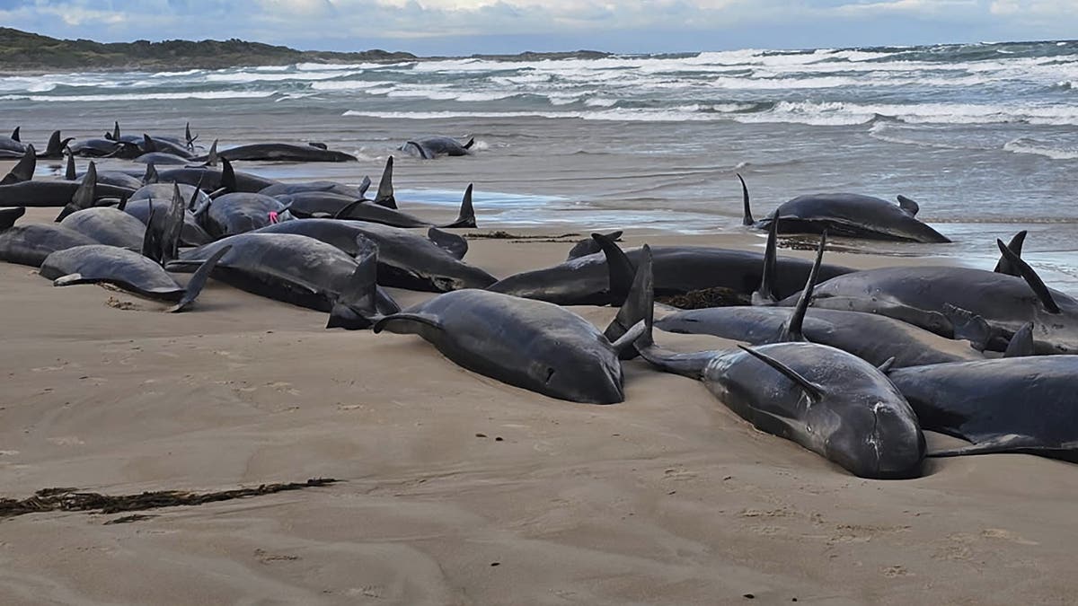 More than 150 false killer whales became stranded in Australia.