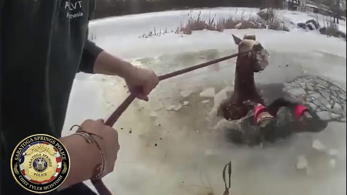 Horse rescue in New York