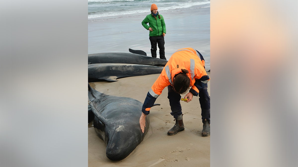 More than 150 fake killer whales are trapped in Australia.