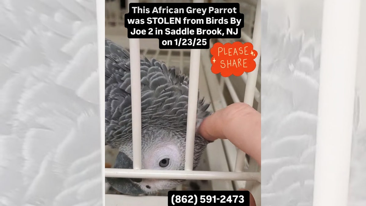 A thief stole Joe 2's birds, a $7,000 African grey parrot from Joe 2 on January 23.