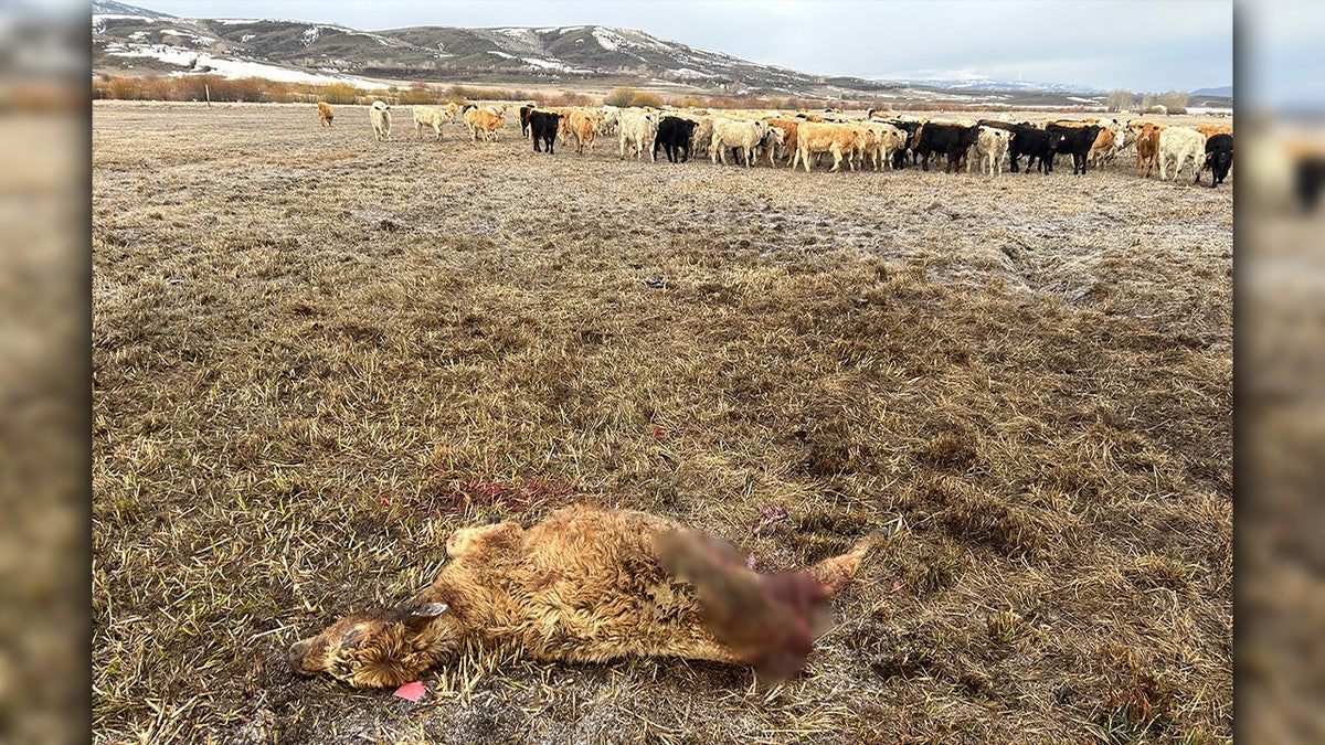 Dead calf in a field with herd of cows and mountains in the background