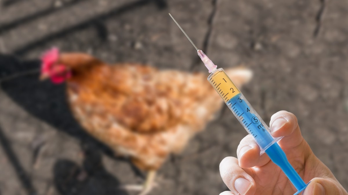 Chicken vaccine